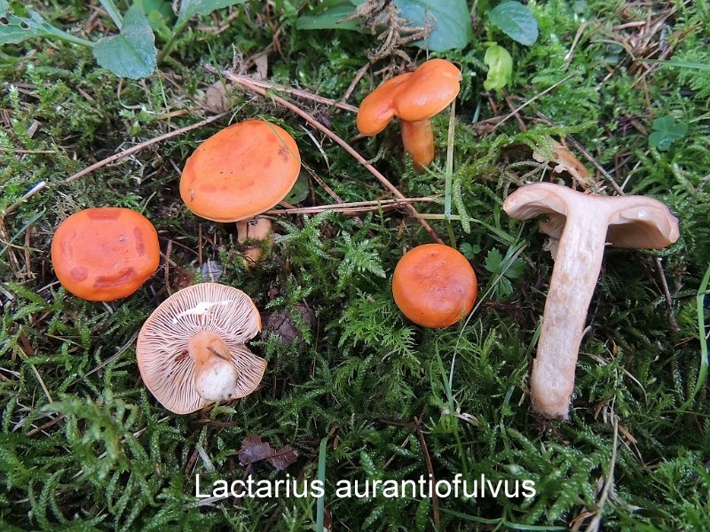 Lactarius aurantiofulvus-amf1102-1.jpg - Lactarius aurantiofulvus ; Syn: Lactarius aurantiacus ; Nom français: Lactaire fauve orangé